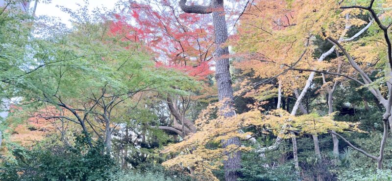 新高輪の中庭