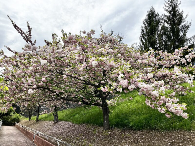 桜