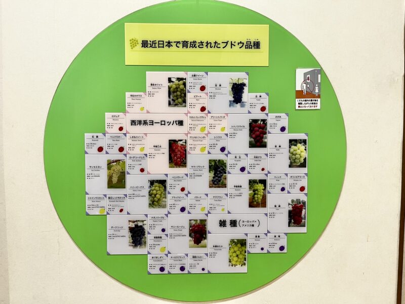 最近日本で育成されたブドウ品種
