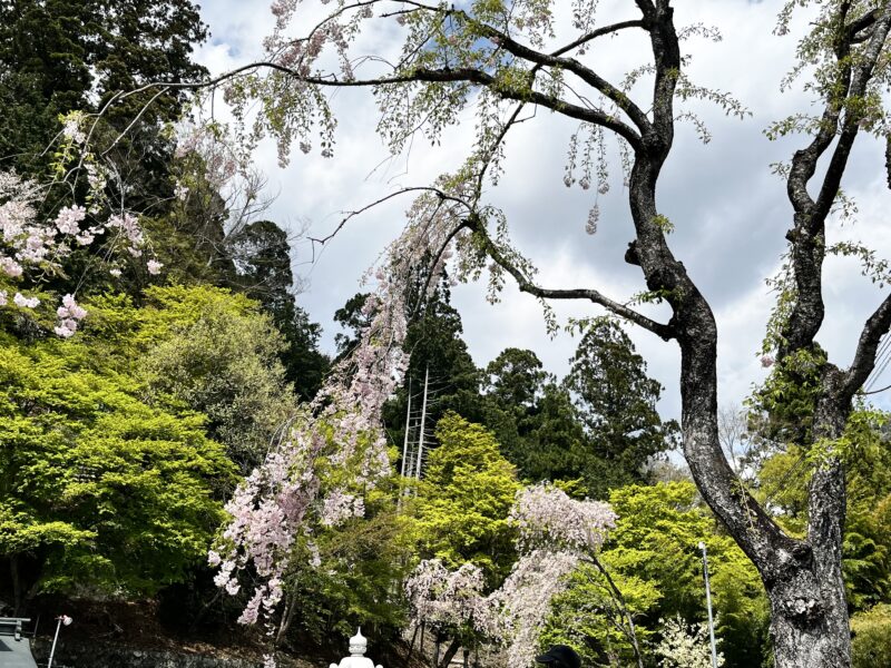 金櫻神社