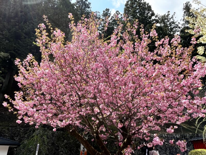 金櫻神社(八重桜)