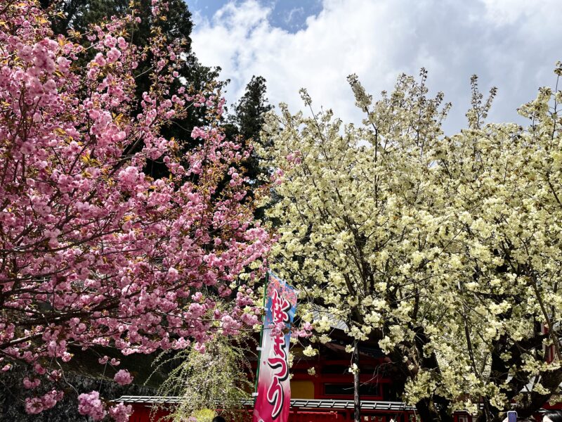 金櫻神社(鬱金桜と八重桜)