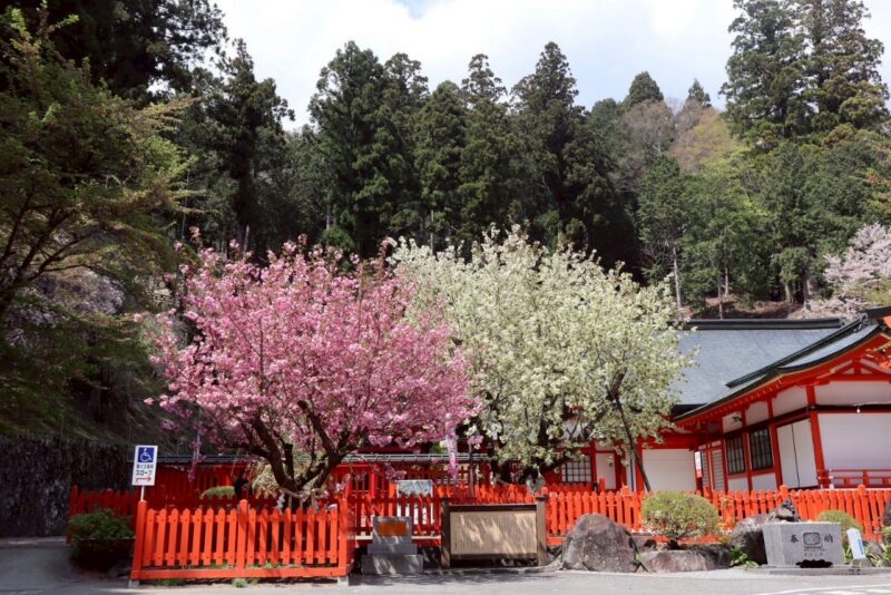 金櫻神社（鬱金桜と八重桜）