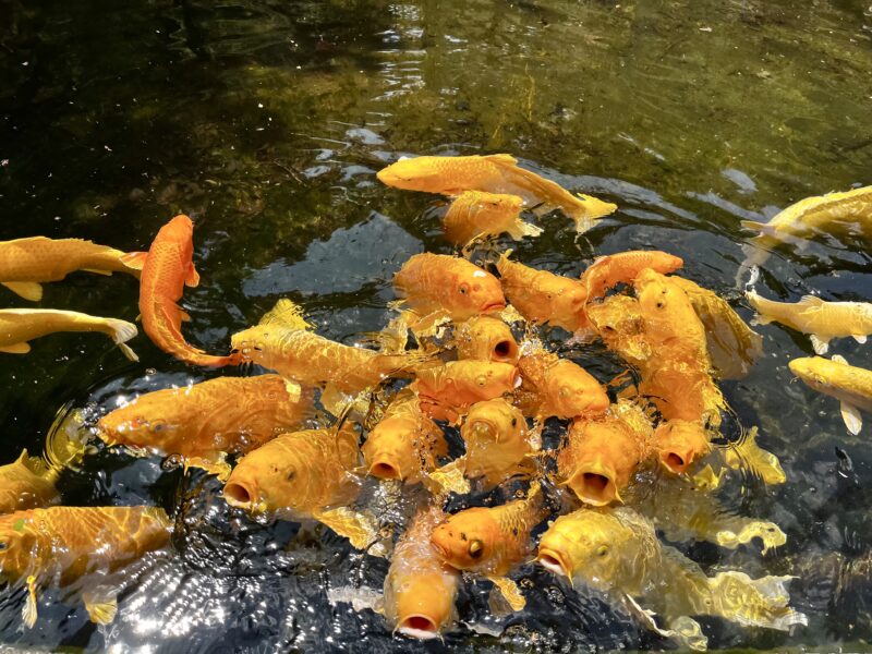 鯉