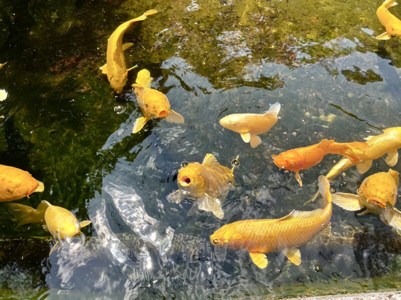 鯉