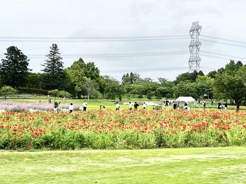 花畑
