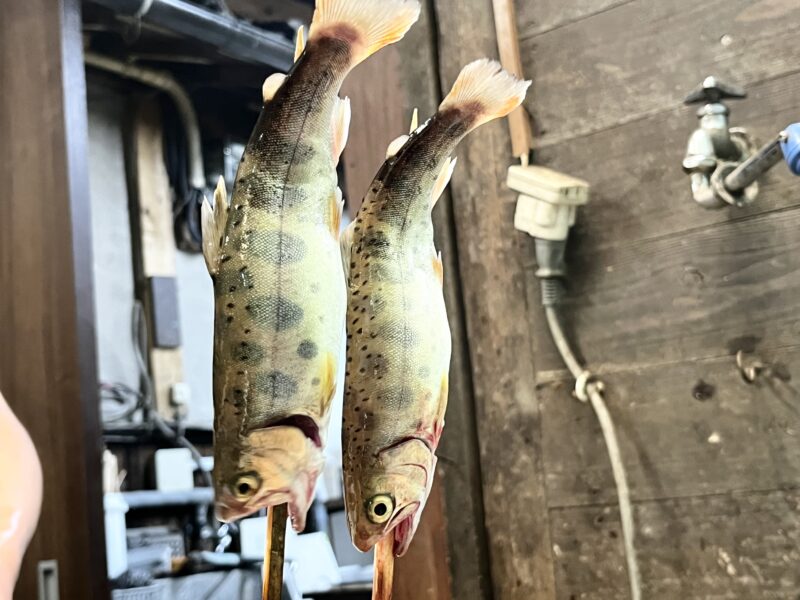 ヤマメ