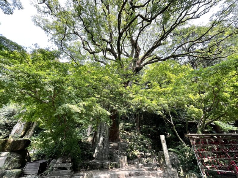 太宰府天満宮（くすの木千年）