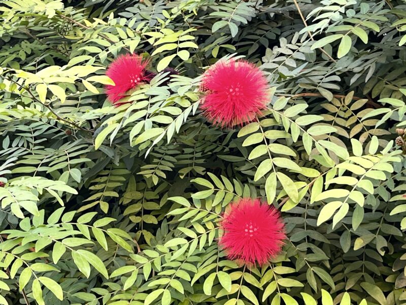 オオベニゴウカン