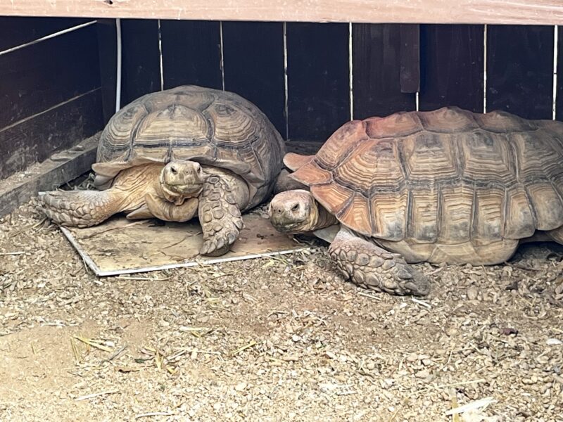 ケヅメリクガメ