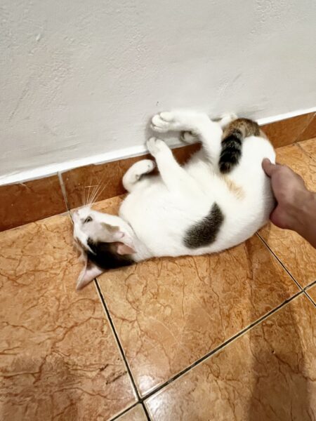 Hello Ao Dai（ネコ）