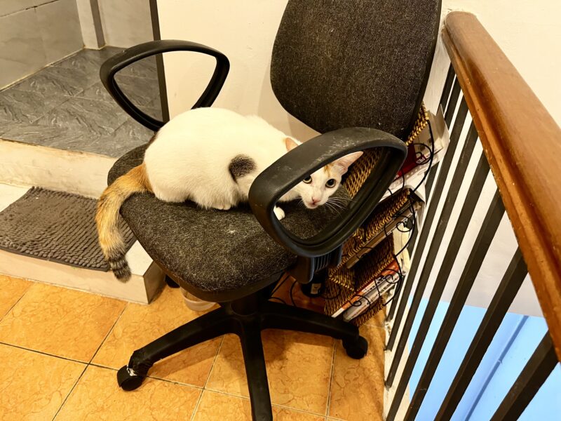 Hello Ao Dai（ネコ）