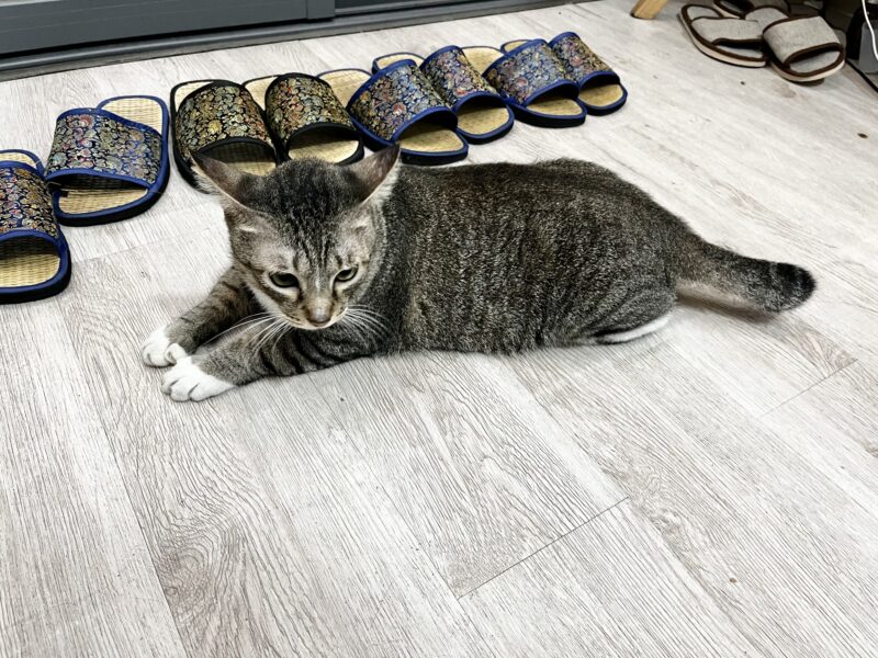 Hello Ao Dai（ネコ）